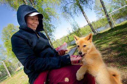 Intiönkankaan koirapuisto uusitaan tänä kesänä – Ouluun rakennetaan yksi uusi koirapuisto joka vuosi, tai yksi vanhoista peruskorjataan