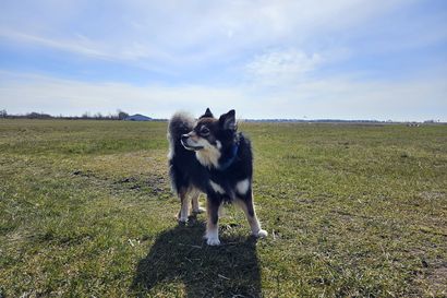 Blogi: Koiran kanssa Eurooppaa kiertämässä eli miten sujui Hailuodon Murulta reilaaminen