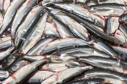 Taivalkoskella toimiva kalankasvattaja myi kaloja torilla viranomaisen kiellosta huolimatta – oikeus tuomitsi sakkoihin