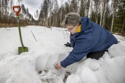 Oulun yliopistolla tutkitaan mineraaleja lumesta, esimerkiksi kataja imee kultaa – "Kokemukset ovat olleet hyviä "