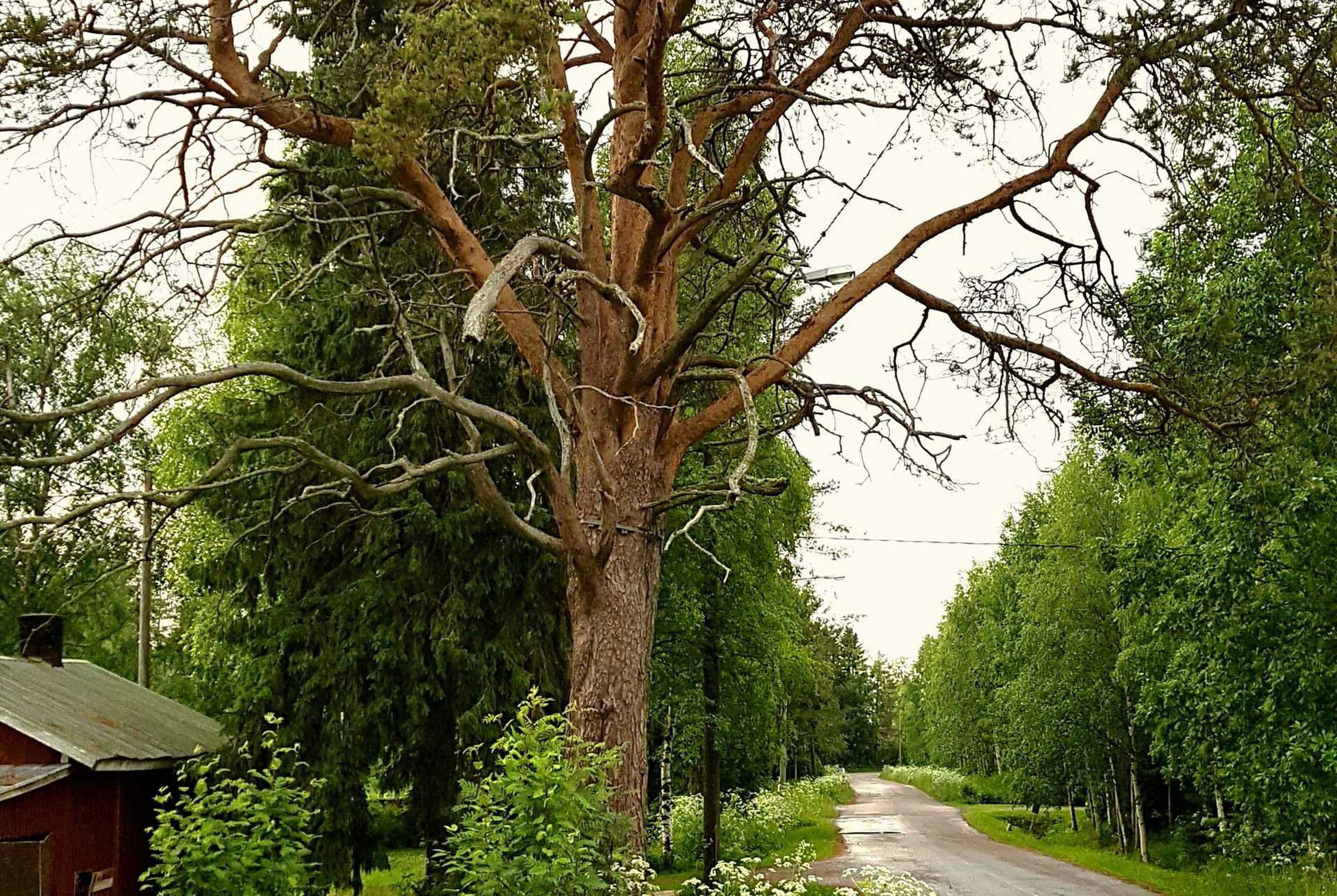 Omistaja haki suojelua puujärkäleelle: Parhalahden vanha iso petäjä  suojellaan luonnonmuistomerkkinä | Raahen Seutu