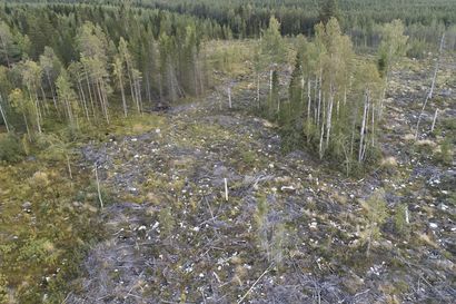 Lisähakkuut uhkaavat metsäluontoa – Pohjois-Pohjanmaan suojelualueverkostoa olisi WWF Suomen metsäasiantuntijan mukaan vahvistettava