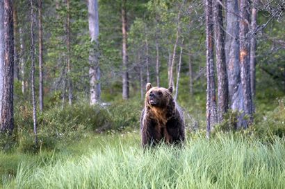 Karhunkaatolupia annettiin jälleen edellisvuotta enemmän – tavoitteena katkaista karhukannan kasvu