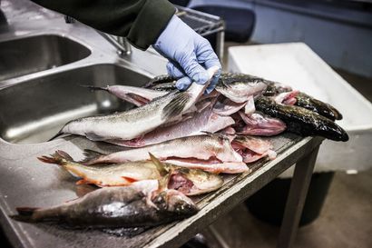 ”Ammattikalastajia pitäisi olla nykyistä enemmän” – Kuusamon Kalan toimitusjohtaja Juha Korhonen kaipaa alasta kiinnostuneita nuoria ammatinharjoittajaksi