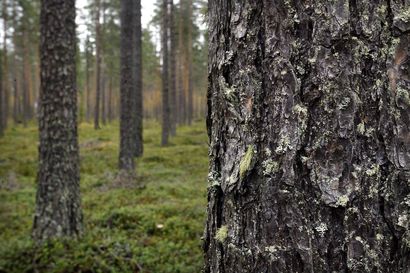 Kannattaako nyt ostaa vai myydä metsää? – Ammattilaiset kertovat, miksi hinnat ovat nousseet ja millaiset metsät kiinnostavat