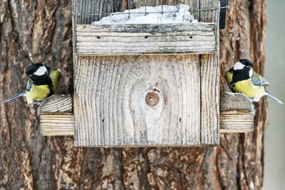 Lintujen talviruokintakausi on alkanut Oulussa – kaupunkialueella lintujen ruokinta on sallittua vain siihen osoitetuilla ruokintapaikoilla