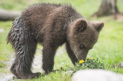 Etkö pääse paikan päälle Kuusamotaloon synttäreille ja karhupatsasta ihmettelemään? – seuraa Kuusamo 150 -juhlallisuuksia suorana netissä