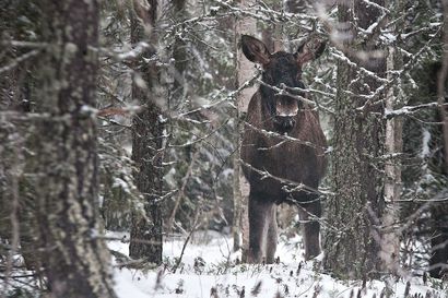 Pohjois-Suomessa hirvieläinten aiheuttamia metsävahinkoja korvattiin enemmän kuin edellisvuonna