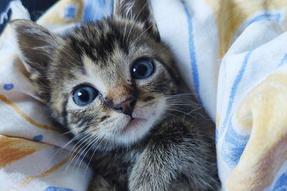 Henkihieverissä riutunut kissanpentu Berlioz pelastui täpärästi – "Kissa on edelleen aliarvostetuin lemmikki", sanoo yli sataa kissaa auttanut oululainen kissakummi Mella