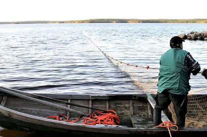 Vanttausjärven legendaariset muikkufestarit palaa 26 vuoden tauolta – Odotukset ovat korkealla