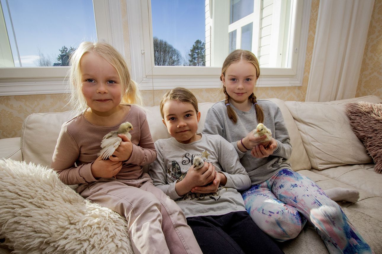 Tyrnäväläisen Sämpin perheen keittiössä häärää myös kolme kananpoikaa: Laventeli, Lempi ja Lauri – vipeltäjät syntyivät kaksi viikkoa sitten ja hurmasivat heti koko talonväen