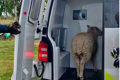 Metsokankaan lammas saatiin kiinni, mutta sen omistaja on yhä arvoitus – Vihiluodon kyläyhdistys joutuu nyt puntaroimaan, mitä tehdä korvamerkkaamattomalle pässille
