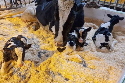 Lammi-lehmä poiki harvinaiset kolmosvasikat Ranualla – maitotilan yrittäjä ei ole nähnyt vastaavaa aiemmin