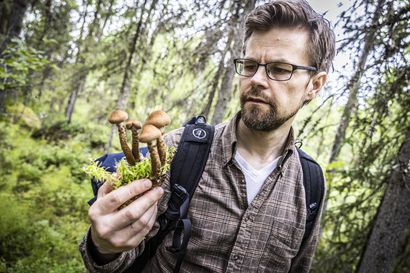 Sienestys kehittää kokonaisvaltaista luontotuntemusta – "Sienien kautta on avautunut talousmetsän ja vanhan metsän ero", kertoo Lapin sieniseuran puheenjohtaja
