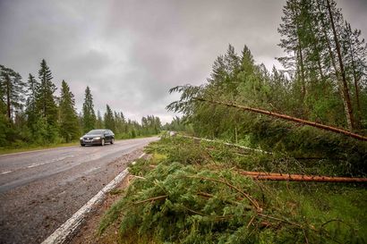 Paula-myrskyn aiheuttama poikkeusaika on pian jo ohi –metsänkäyttö-ilmoitus pitää taas tehdä ajoissa