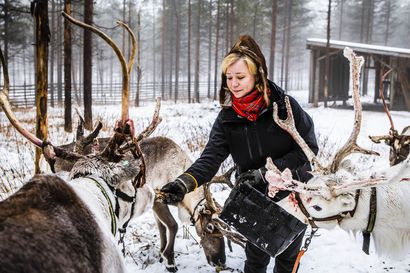 Rovaniemeläisen Miia Ylinamman porotilalla vuosi on ollut hiljainen: "Alun perin en olisi uskonut, että pärjäisimme näinkään pitkään ilman asiakkaita"