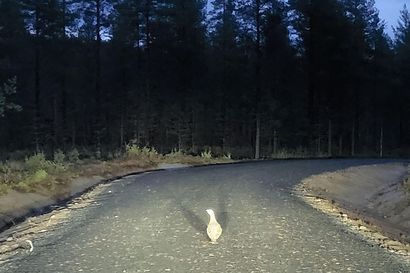 "On aika harvinaista nähdä tällainen lintu" – lähes valkoinen metso tepasteli keskellä metsäautotietä Sallassa, katso video