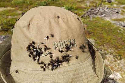 Aggressiivisesti iholle tunkevat kärpäset ovat kiusana pohjoisessa – yli­opis­ton hyön­teis­tut­ki­ja kohtasi suuren kär­päs­par­ven oma­koh­tai­ses­ti