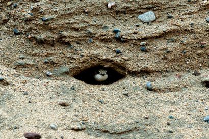 Törmäpääskyt kaivoivat taas pesäkolonsa rakentajien hiekkakasoihin – Kun niin käy, lintujen on annettava pesiä rauhassa