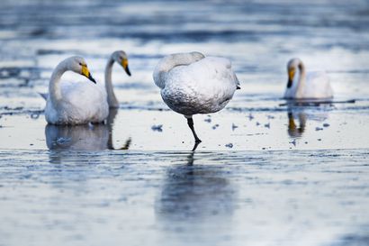"Aikuinen lintu ei jäädy kiinni" – jäällä oleva joutsen on harvoin pulassa, mutta ilmoituksia niistä tulee Lapin pelastuslaitokselle paljon