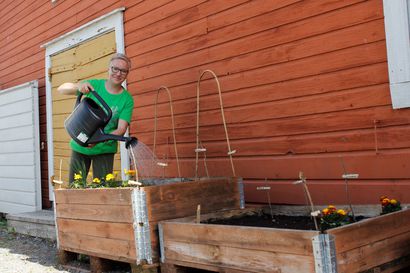 Kaupunkiviljely antaa vinkit kotiviljelyyn – Kemin vihreä olohuone kasvaa Jänkälään