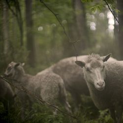 Huippusuosittu lammaspaimenhaku alkaa maanantaina – Uutuuskohteena Pielpajärvi, joka on ainoa ilmainen paimenviikko