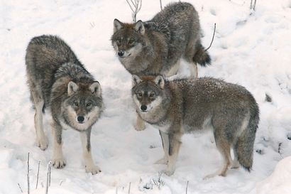 Liminka-Lumijoen alueelle myönnettiin sudenmetsästyslupa – Kannanhoidollinen metsästys on mahdollista aloittaa 1. helmikuuta
