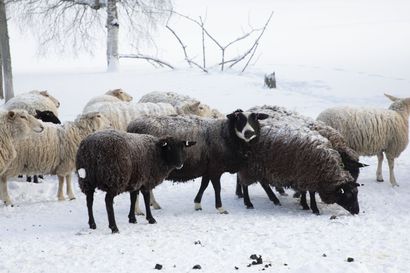 Lukijalta: Kadonneet lampaat ja tarinoita desanteista