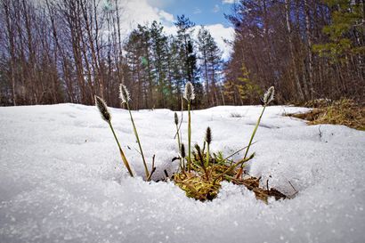 Tänään on kevätpäiväntasaus – talvelle heitetään hyvästit