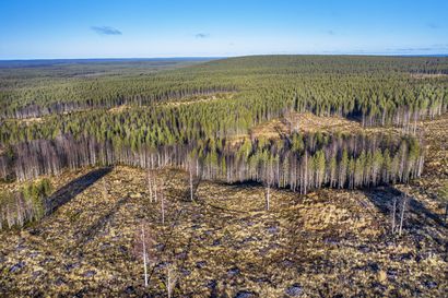 Maailma näytti Pudasjärvellä poltetulta kuumaisemalta Suomen suurimmalla avohakkuualueella vuosikymmeniä sitten – nyt Osaran aukeiden metsät ovat kasvaneet takaisin, ja avohakkuita tehdään uudestaan