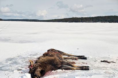 Toni Multasuo sattui paikalle juuri, kun karhu oli kaatanut hirven Inarijärven jäälle – "Se säikähti ja pakeni kovalla laukalla paikalta"