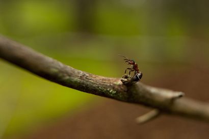 Muurahainen on metsiemme karjapaimen – kuningatar elää noin viisi vuotta ja työläiset 1–2 vuotta.