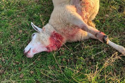 Petoasiantuntija vahvistaa: Enontekiöllä lampaita tappanut peto todennäköisesti susi – "Saattavat palata paikalle noin hyvän aterian saatuaan"