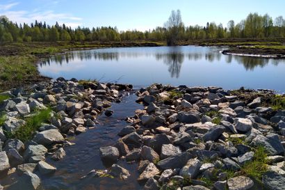 Vesienhoitoon uudet suunnitelmat – Suomen metsäkeskuksessa harmitellaan vesiensuojelutoimenpiteiden riittämätöntä rahoitusta