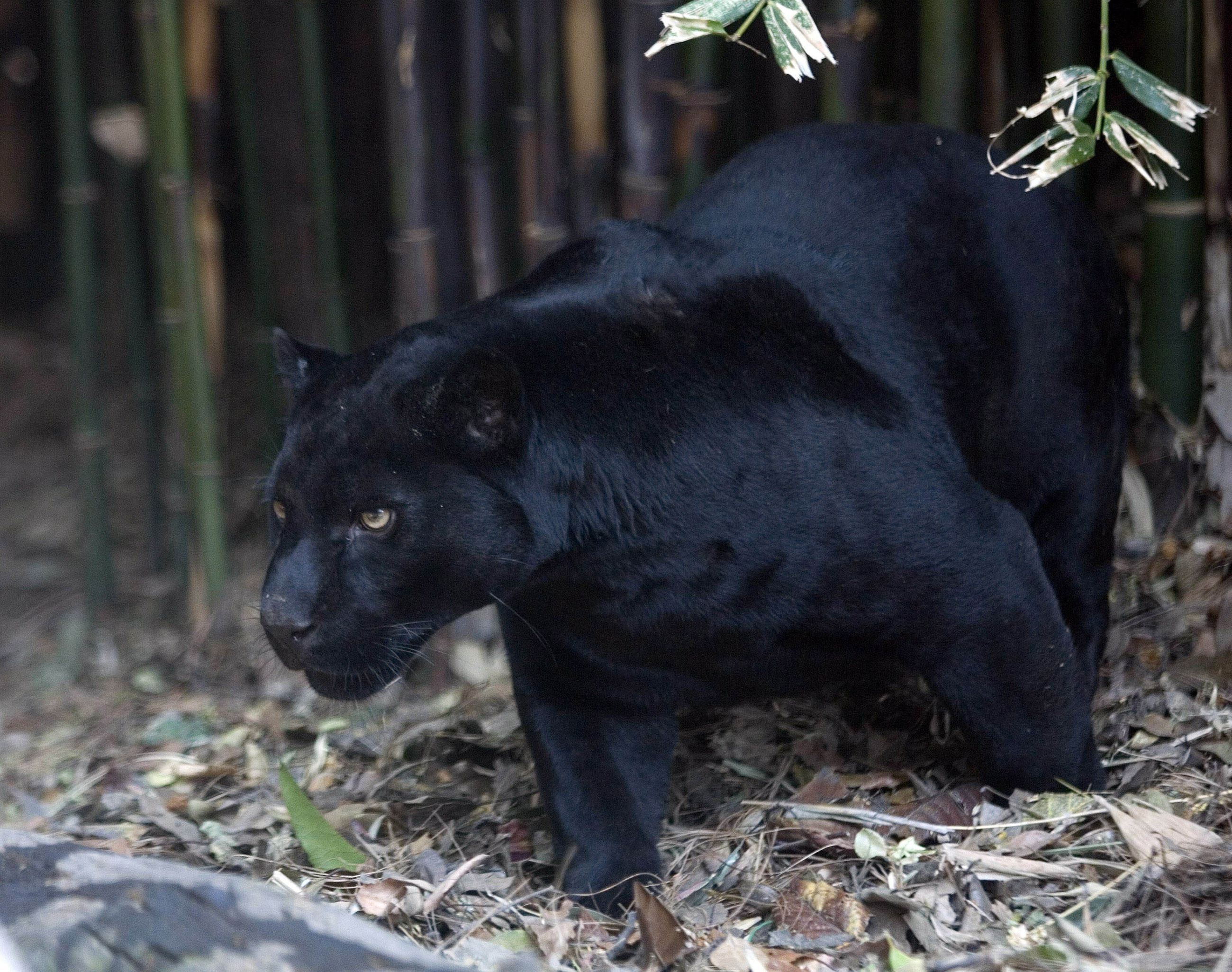 Пантера черная характеристики. Черная пантера Ягуар домашняя. Пума Барс пантера. Черный Ягуар животное. Черная Пума Тотем.