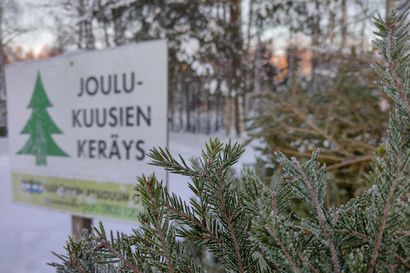 Rovaniemeläisten joulukuusia kerättiin lähes 12 000 kilon edestä energiatuotantoon