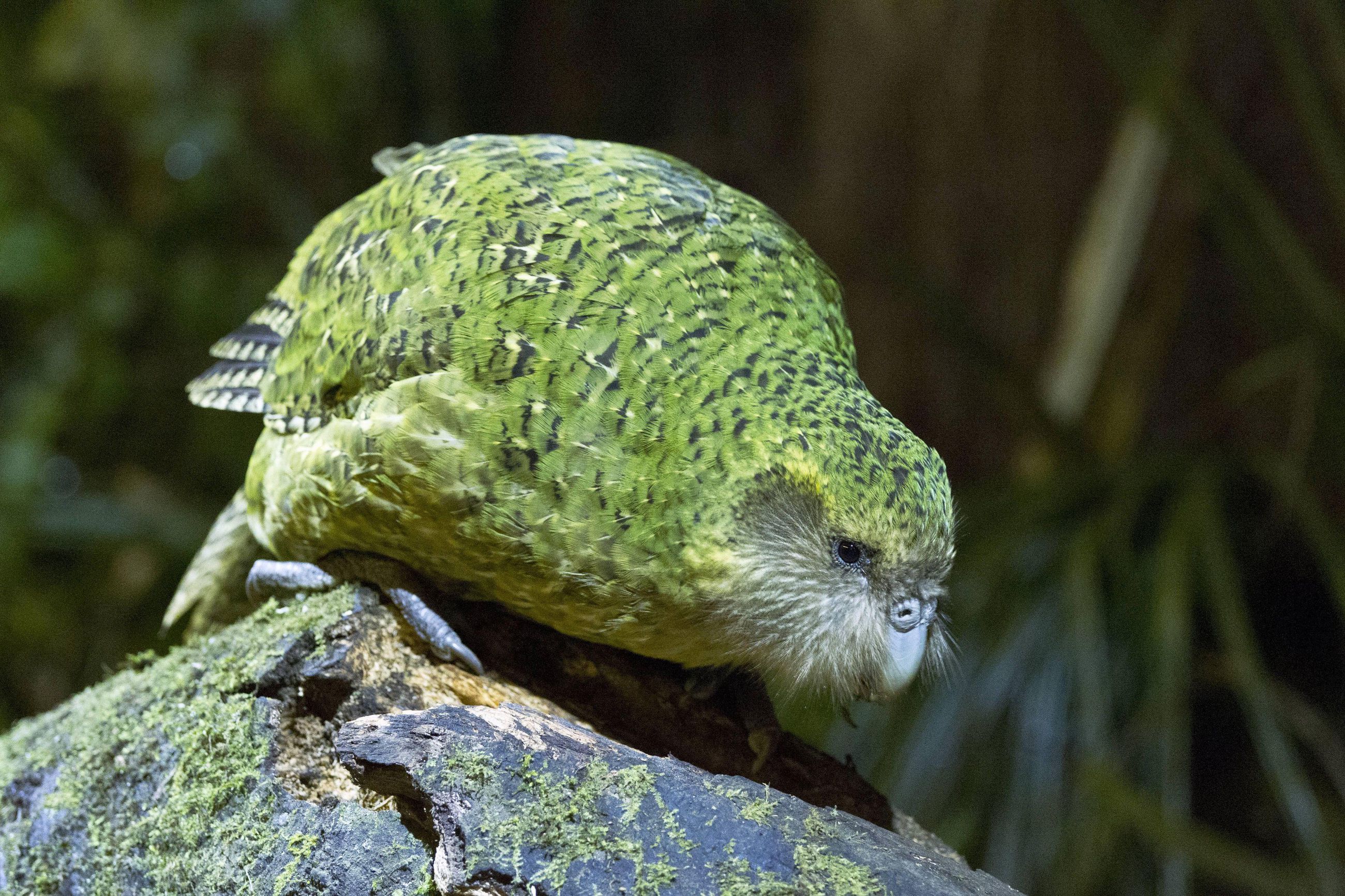 Maailman uhanalaisimpiin kuuluva Uuden-Seelannin kakapo-papukaija sai  ennätysmäärän poikasia | Kaleva