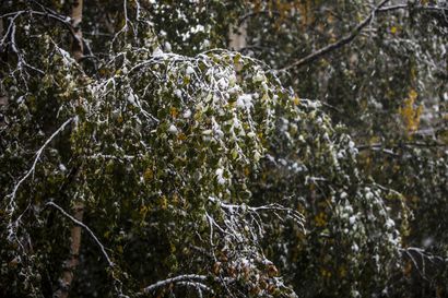Syysmyrsky on katkonut sähköjä ainakin Tyrnävällä – häiriöt johtuvat lumikuorman ja puuskaisen tuulen sähköjohdoille kaatamista puista