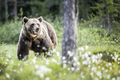 Karhu kaatui jo lauantaina Pudasjärvellä – poliisi suorittaa tehostettua erävalvontaa metsästyskauden avausviikonloppuna