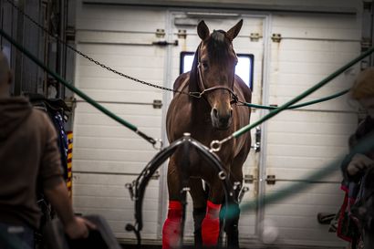 Ruukin hevoskeskus suunnittelemassa muutoksia: aktiivipihatossa hevoset voisivat liikkua vapaasti