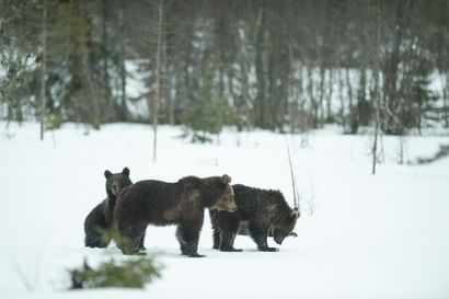 Suomen karhukannan kasvu on taittunut –  karhujen määrä pieneni selvimmin itäisessä Suomessa