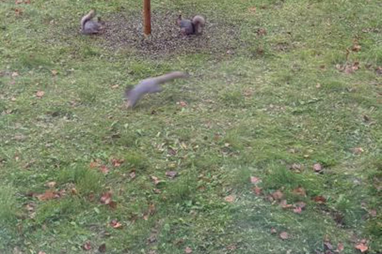 5 Oravaa ja linnut sulassa sovussa ☺️