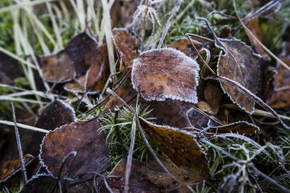 Pohjois-Lapissa ollaan jo termisen syksyn kynnyksellä, kertoo meteorologi – paikallisia yöpakkasia voi esiintyä ensi viikolla Lapissa