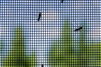 Valtavat hyttysparvet pyrkivät nyt sisään ovista ja ikkunoista – hyökkäyksen takana on yksi syy