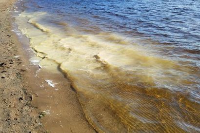 Pohjois-Pohjanmaalla ei vielä havaintoja sinilevistä – tulevat runsastumaan vesien lämmettyä
