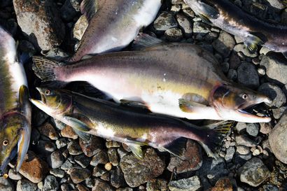 Tenoon nousevan kyttyrälohen määrää on vaikea ennakoida – Pyynti muun kalastuksen yhteydessä toivottavaa, väärästä lohesta lähes 3 500 euron sakko