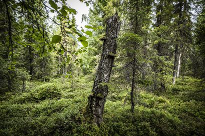 Perustuuko metsänhoito tieteeseen?