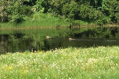 Sudet uivat Siikajoen yli päiväsaikaan Ruukissa, lähellä lapsia rannalla – katso lukijan kuvat ja video