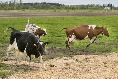 Kaleva Live: Koivulan tilan lehmät vaihtoivat vapaalle ja kirmasivat laitumelle Muhoksella – katso tallenne