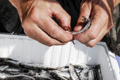Kalastus muuttui eläinrääkkäykseksi, ja ammattikalastajat tapettiin sukupuuttoon
